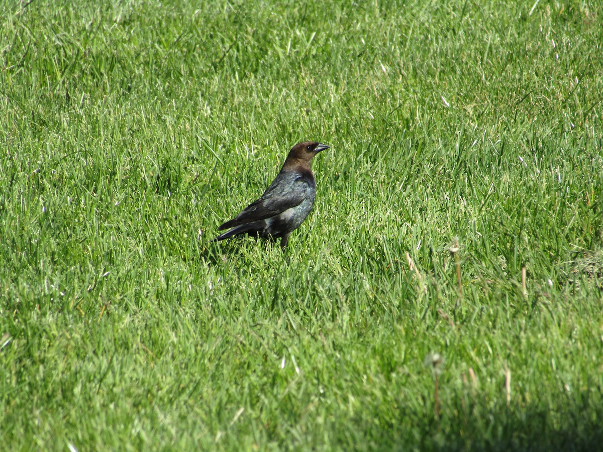 Brown-headed Cowbird - Mary Spencer