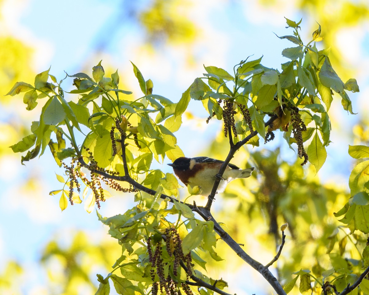 Bay-breasted Warbler - Steve Rappaport