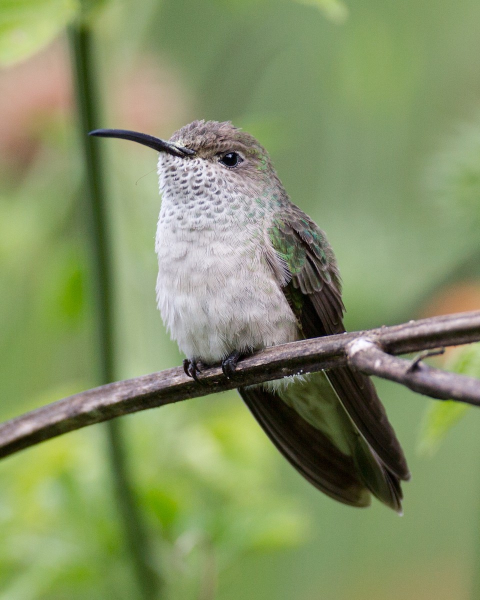 Spot-throated Hummingbird - ML233095811