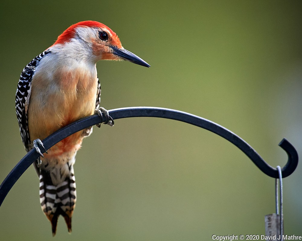 Red-bellied Woodpecker - ML233095851