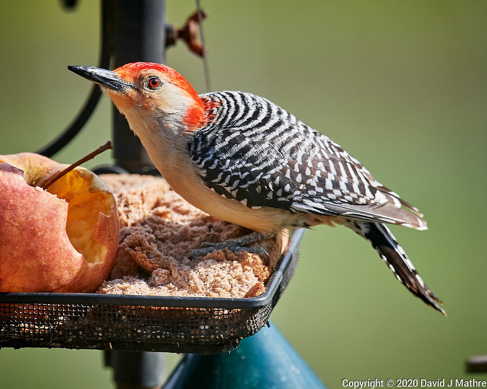 Red-bellied Woodpecker - ML233096951