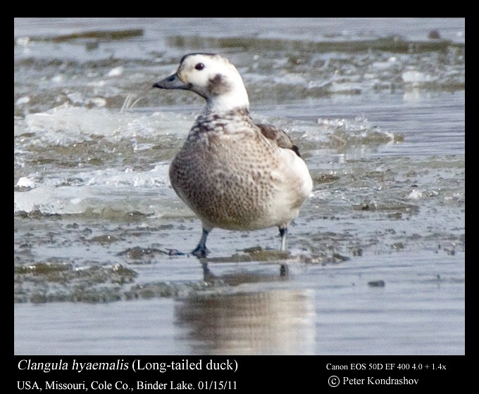Long-tailed Duck - Peter Kondrashov