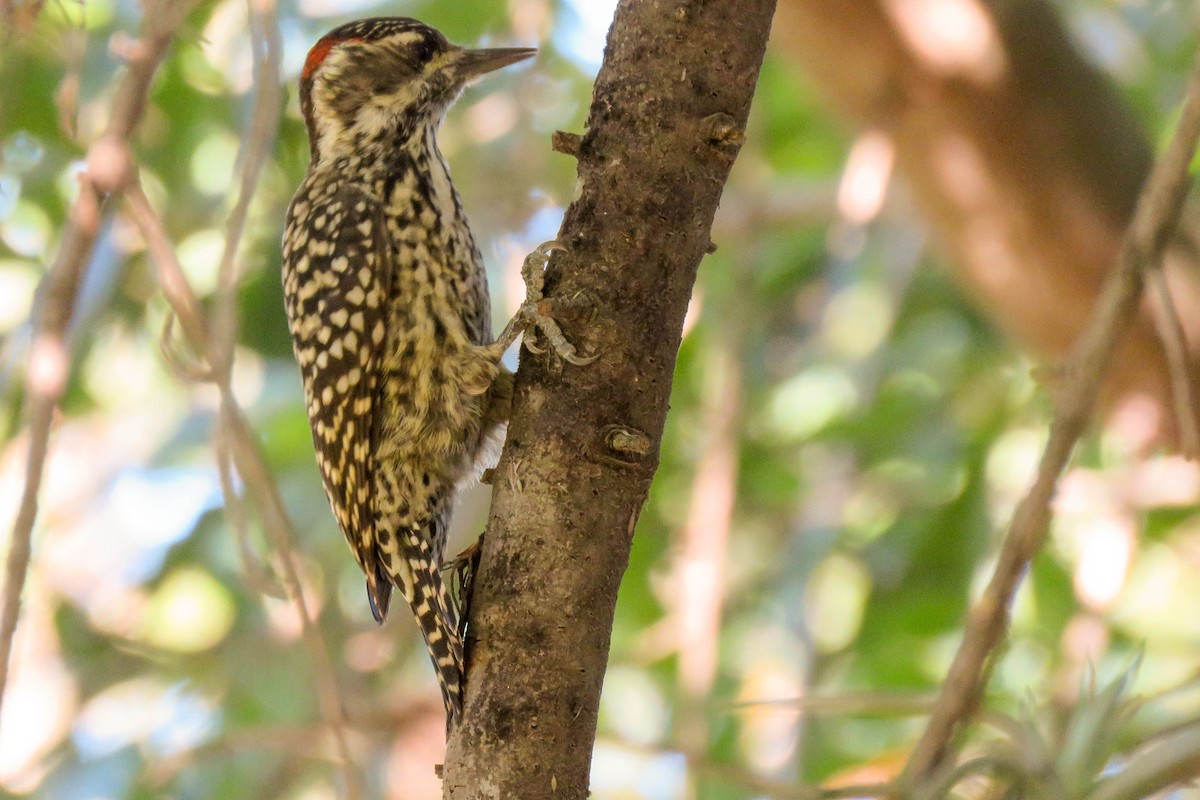Checkered Woodpecker - Maria del Castillo