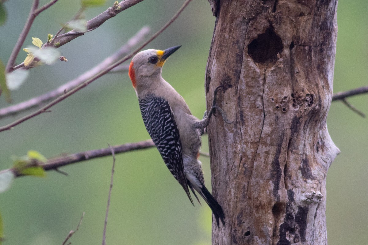 Yucatan Woodpecker - ML233102131