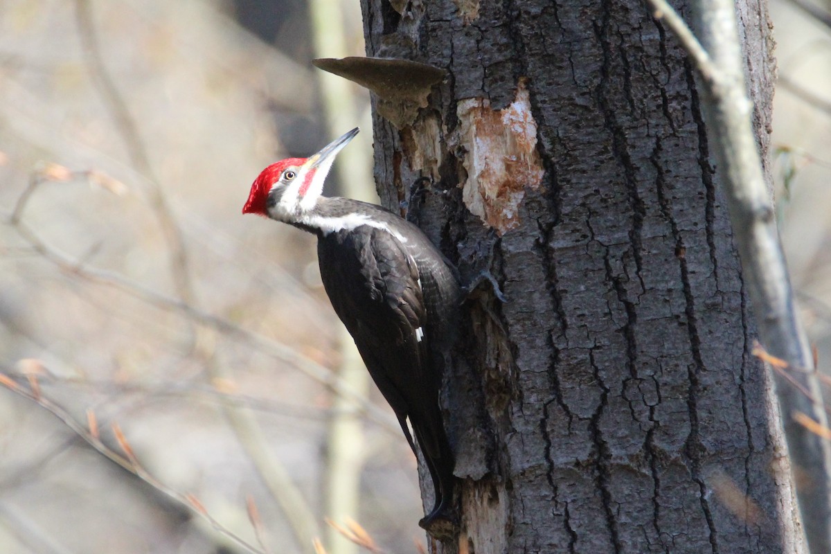 Pileated Woodpecker - Patrick Sysiong