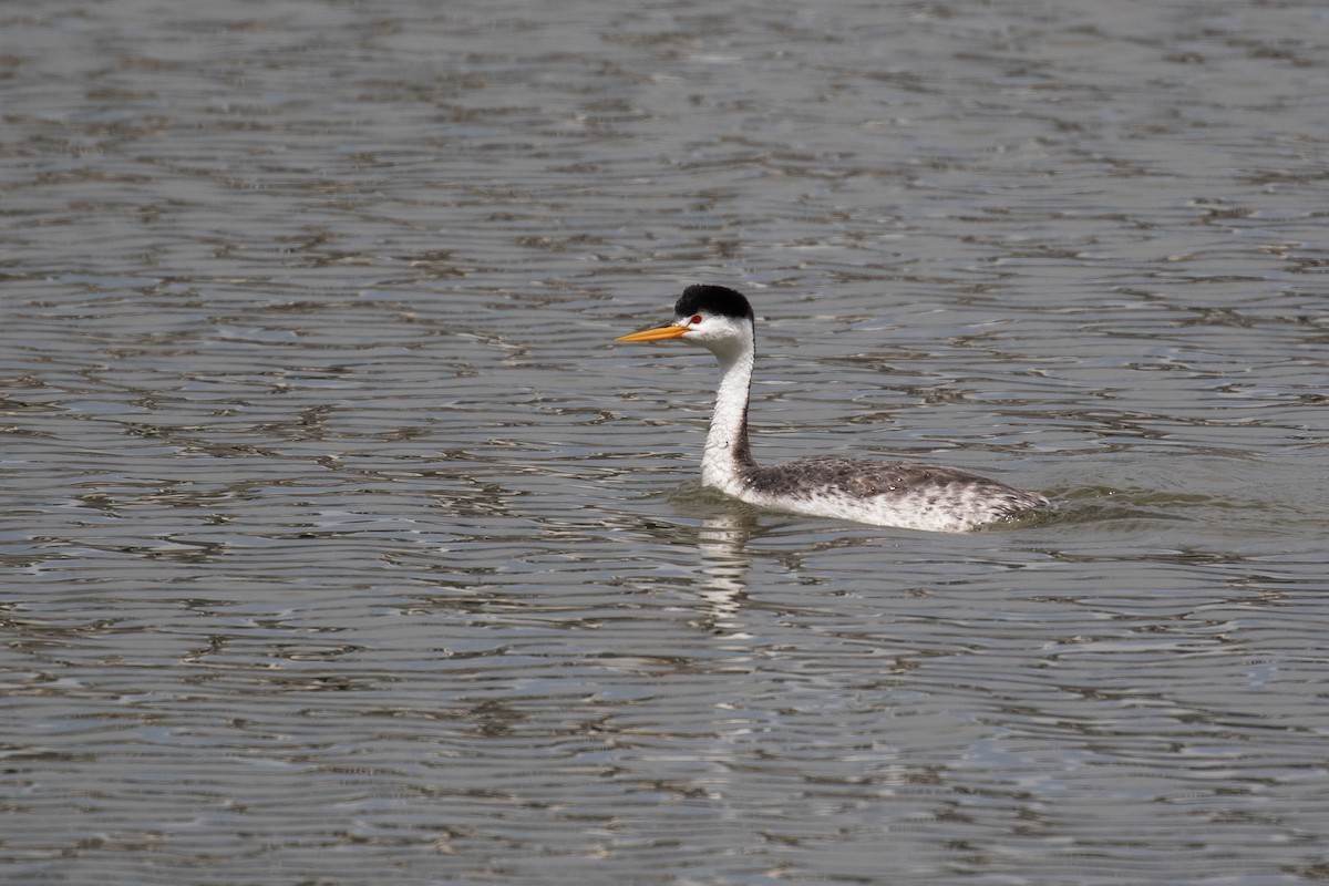 eBird Checklist 9 May 2020 Putnam's Point 31 species (+1 other taxa)