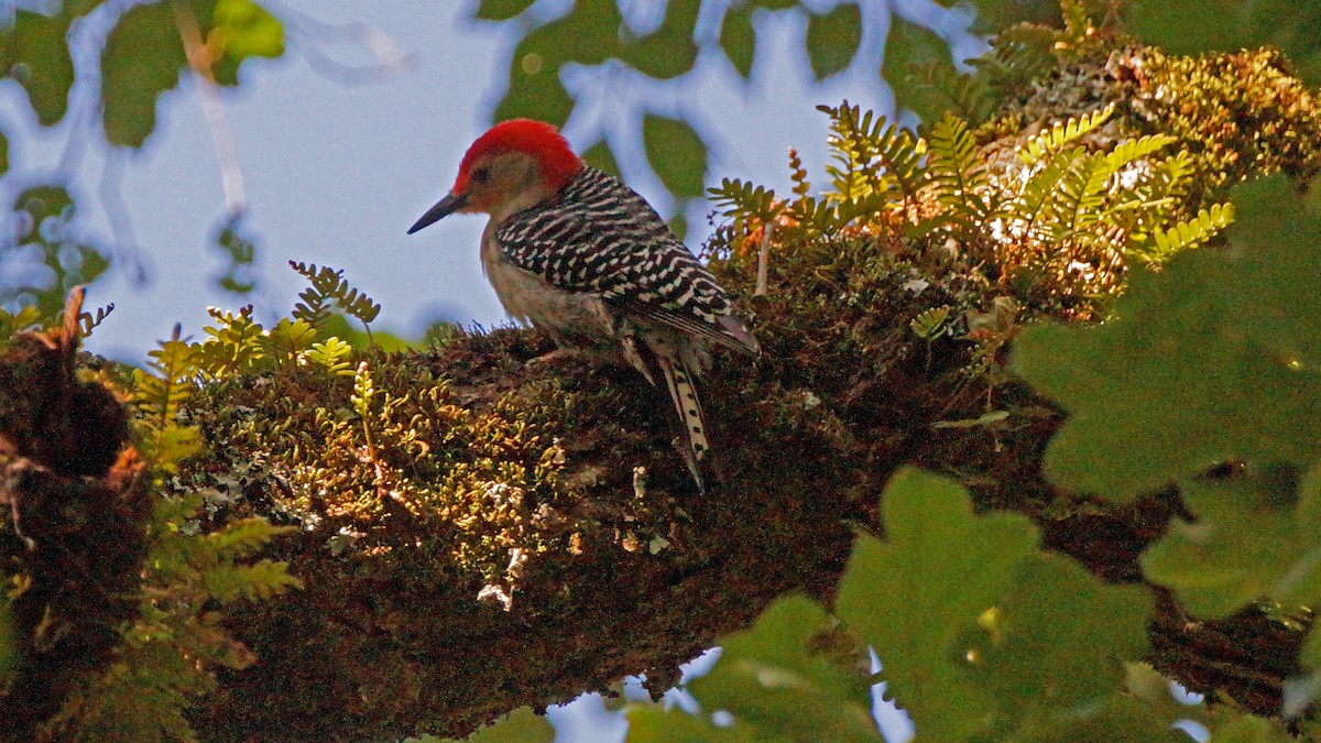 Red-bellied Woodpecker - ML233108721