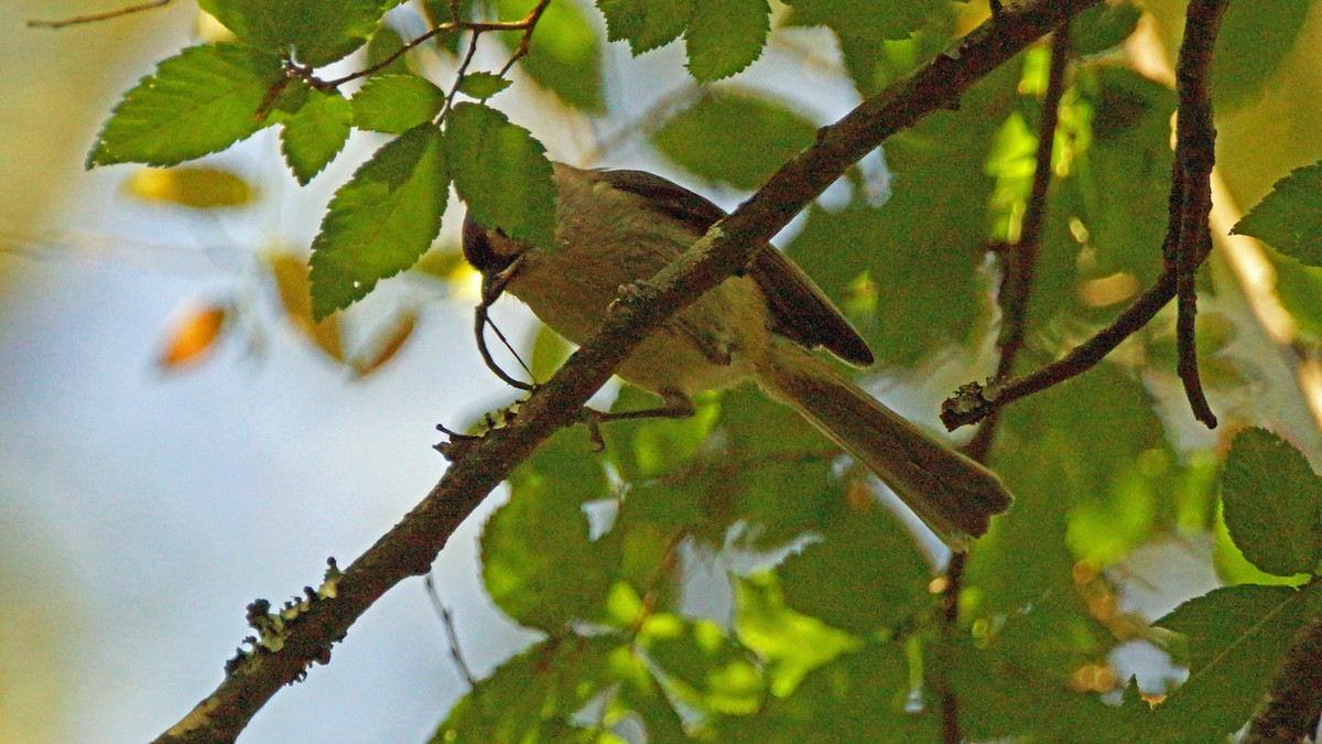 Tufted Titmouse - Skipper Anding