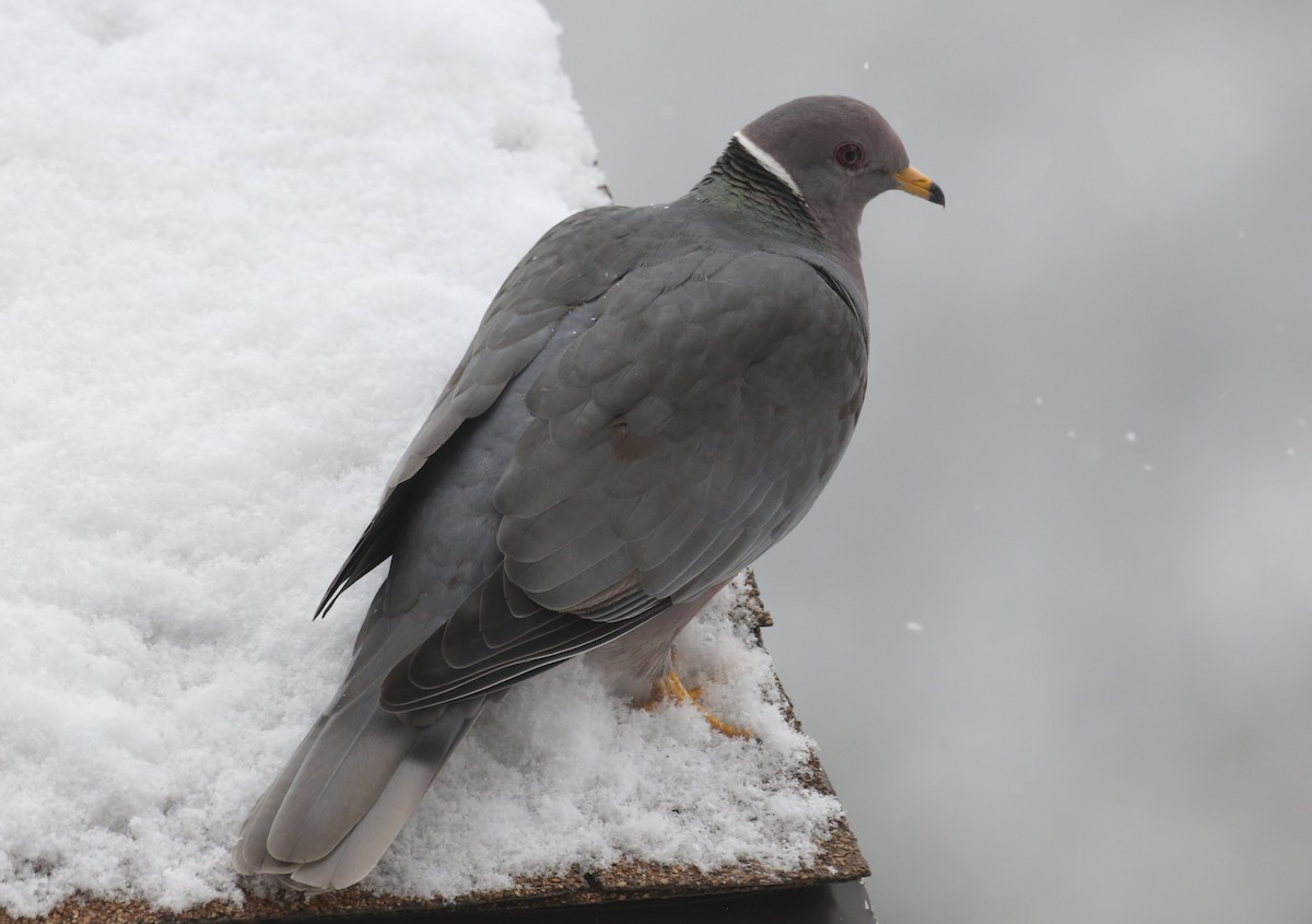 Band-tailed Pigeon - Dale Adams