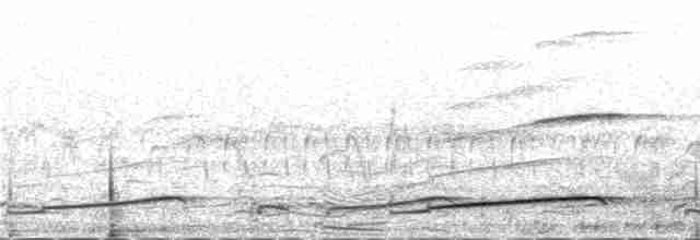 Plongeon arctique - ML233120