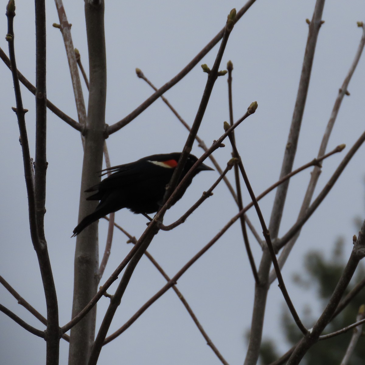 Red-winged Blackbird - ML233123751
