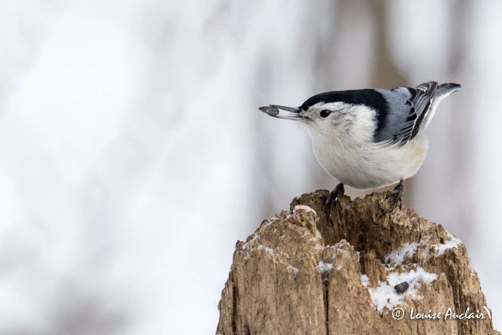 White-breasted Nuthatch - ML23312661