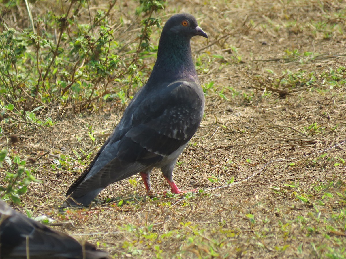 Rock Pigeon (Feral Pigeon) - Jafeth Zablah
