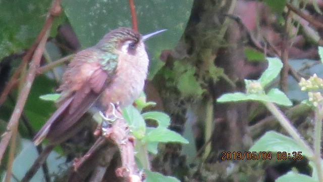 Speckled Hummingbird - ML233127251