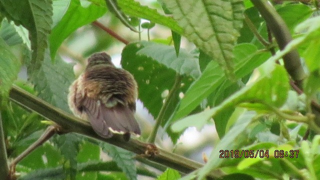Speckled Hummingbird - ML233127271