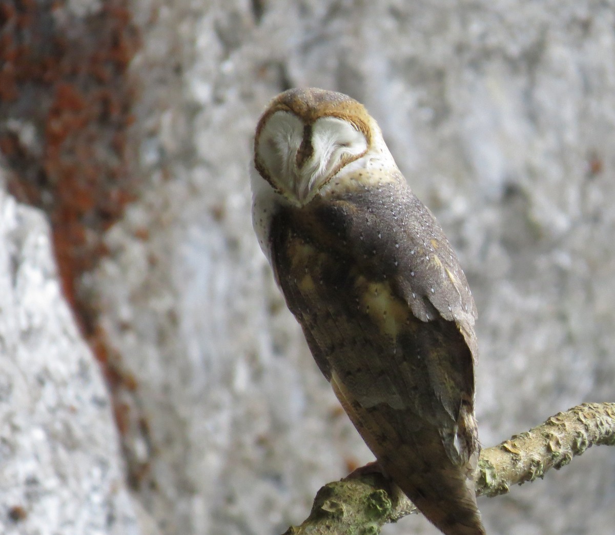 Barn Owl - Parque Nacional de Cutervo - SERNANP