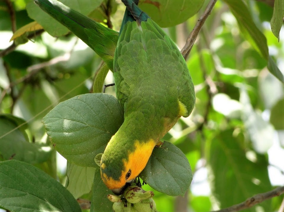 Brown-throated Parakeet - Anya Auerbach