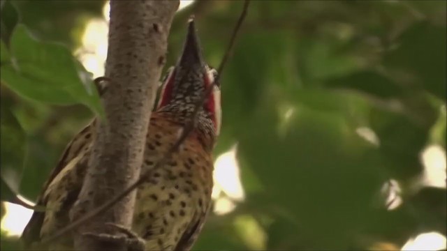 Spot-breasted Woodpecker - ML233130281