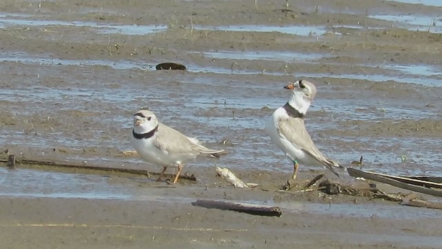 Piping Plover - ML233130401
