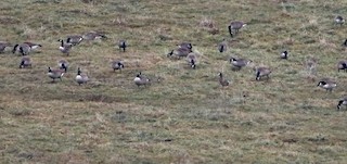 Greater White-fronted Goose, ML23313081