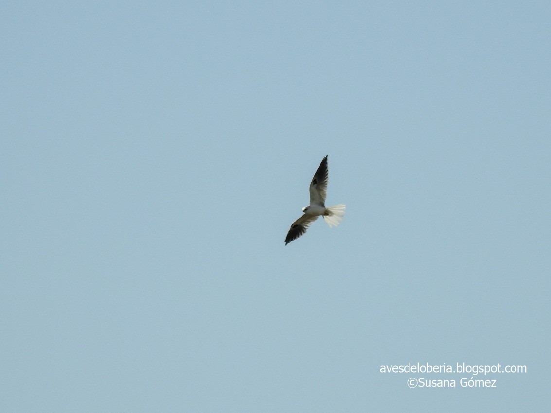 White-tailed Kite - ML233132971