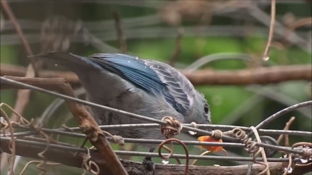 Blue-gray Tanager - ML233134331