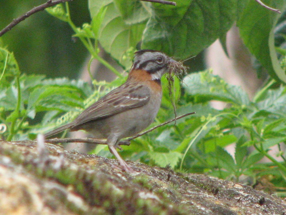 Rufous-collared Sparrow - ML233137151
