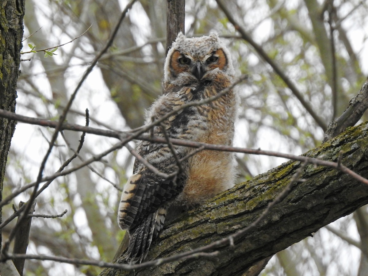 Great Horned Owl - Sue Kaehler