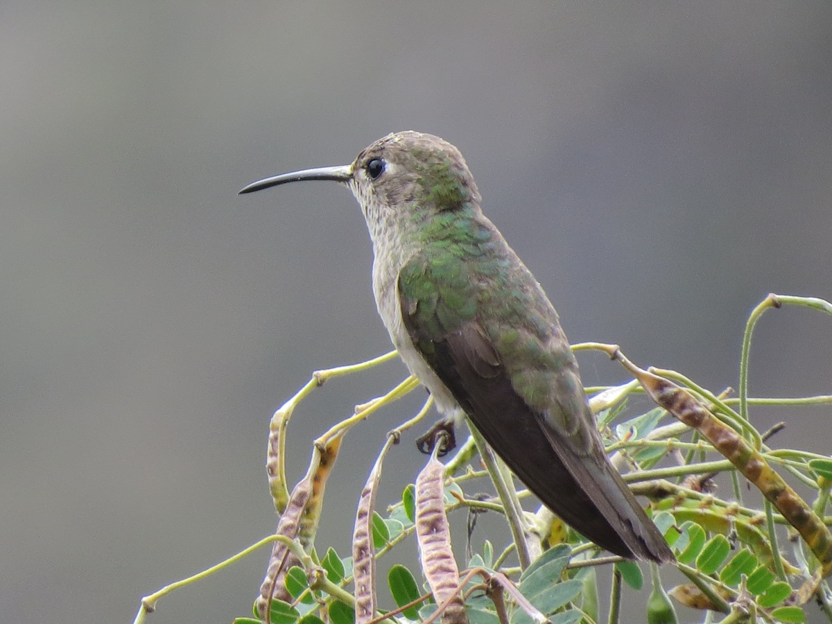 Spot-throated Hummingbird - OCTAVIO PECHO