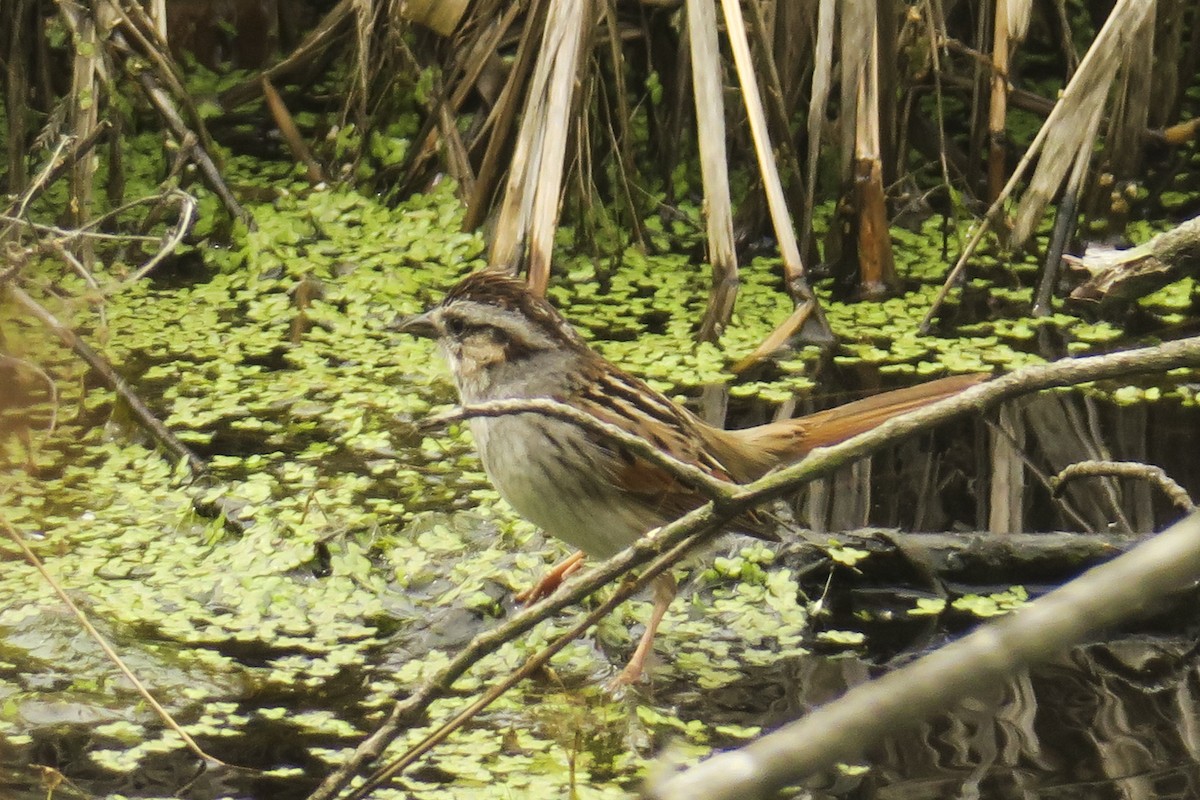 Swamp Sparrow - Jefferson Shank