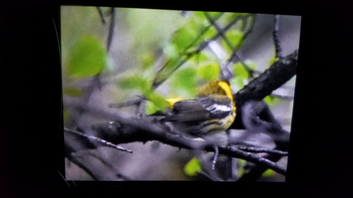 Cape May Warbler - ML233157511