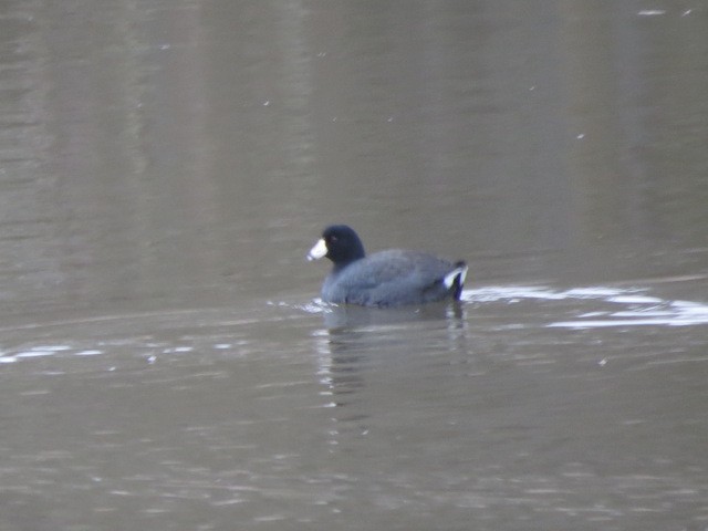 American Coot (Red-shielded) - ML23315951