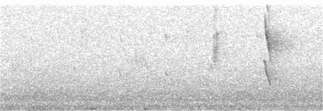 svarthettehonningeter - ML233162171