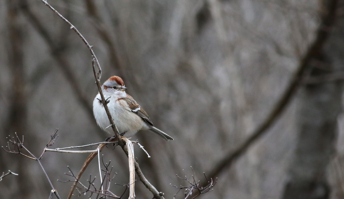 American Tree Sparrow - ML23316791
