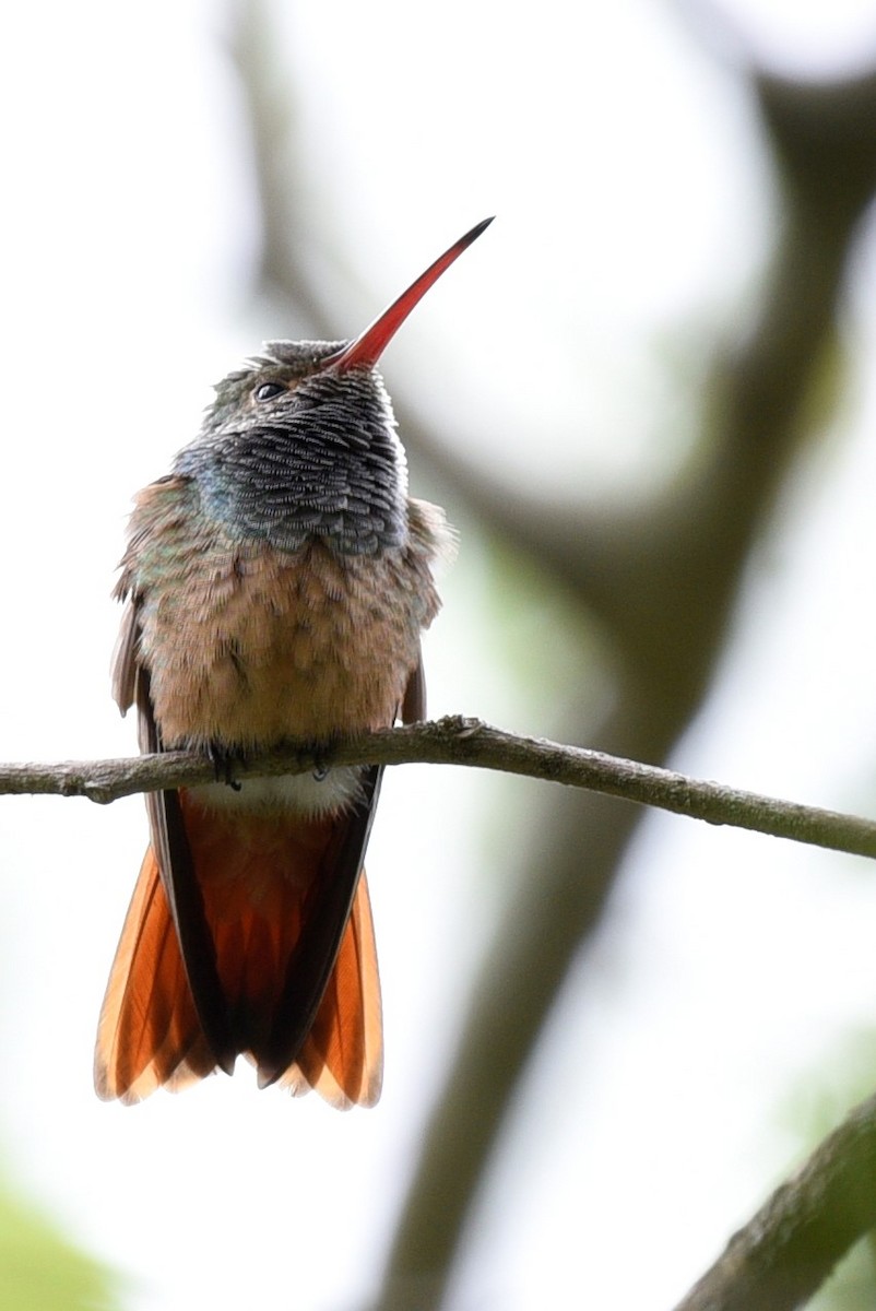 Buff-bellied Hummingbird - ML233169681