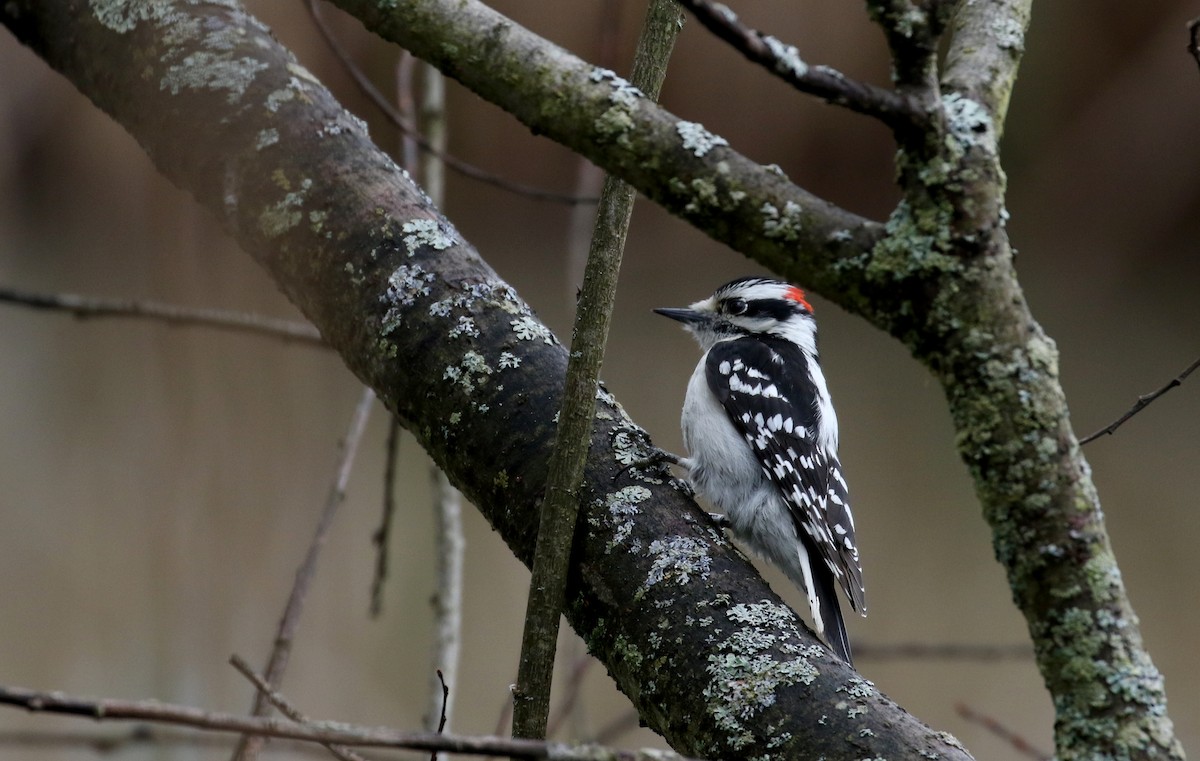 Downy Woodpecker (Eastern) - ML233170081