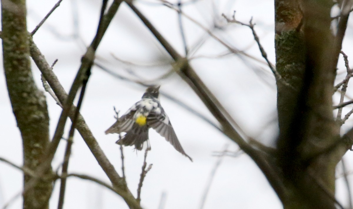 Yellow-rumped Warbler (Myrtle) - ML233170161