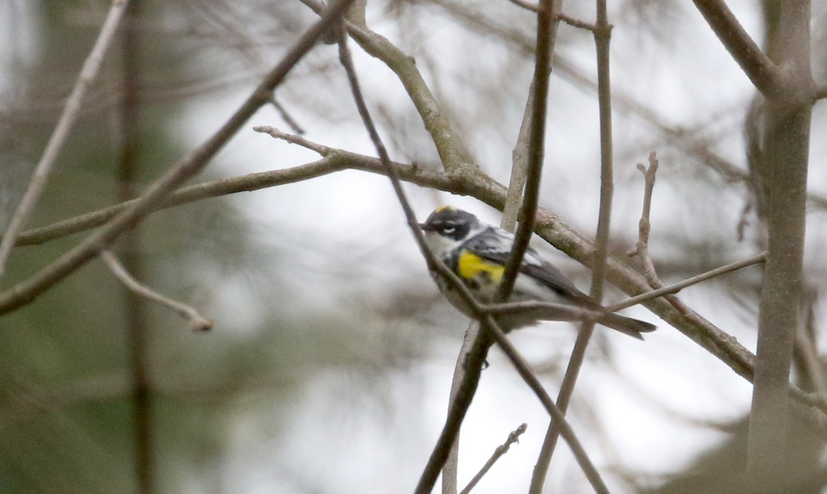 Yellow-rumped Warbler (Myrtle) - ML233170381