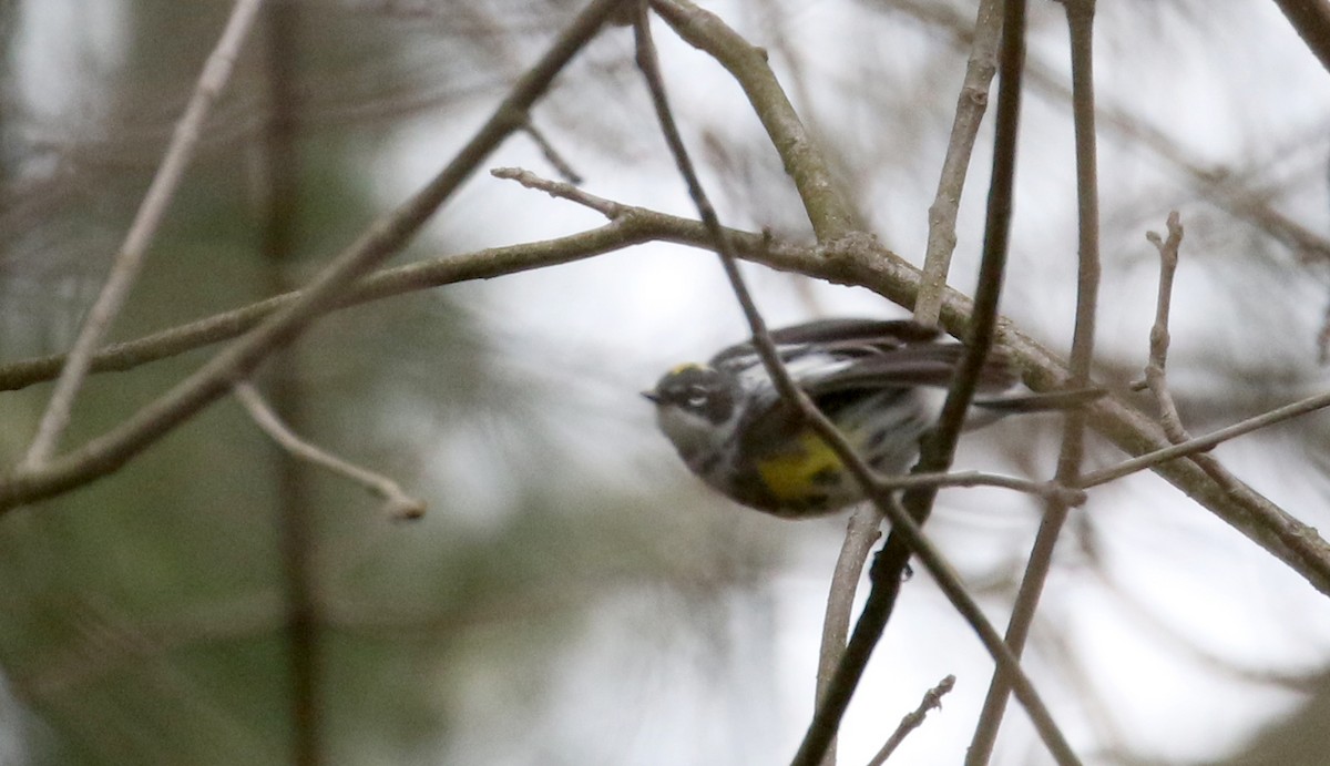 Yellow-rumped Warbler (Myrtle) - ML233170491