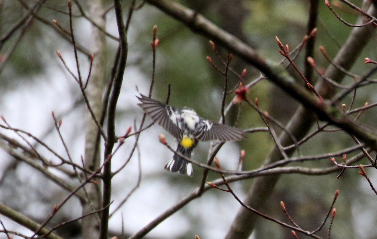 Yellow-rumped Warbler (Myrtle) - ML233170551