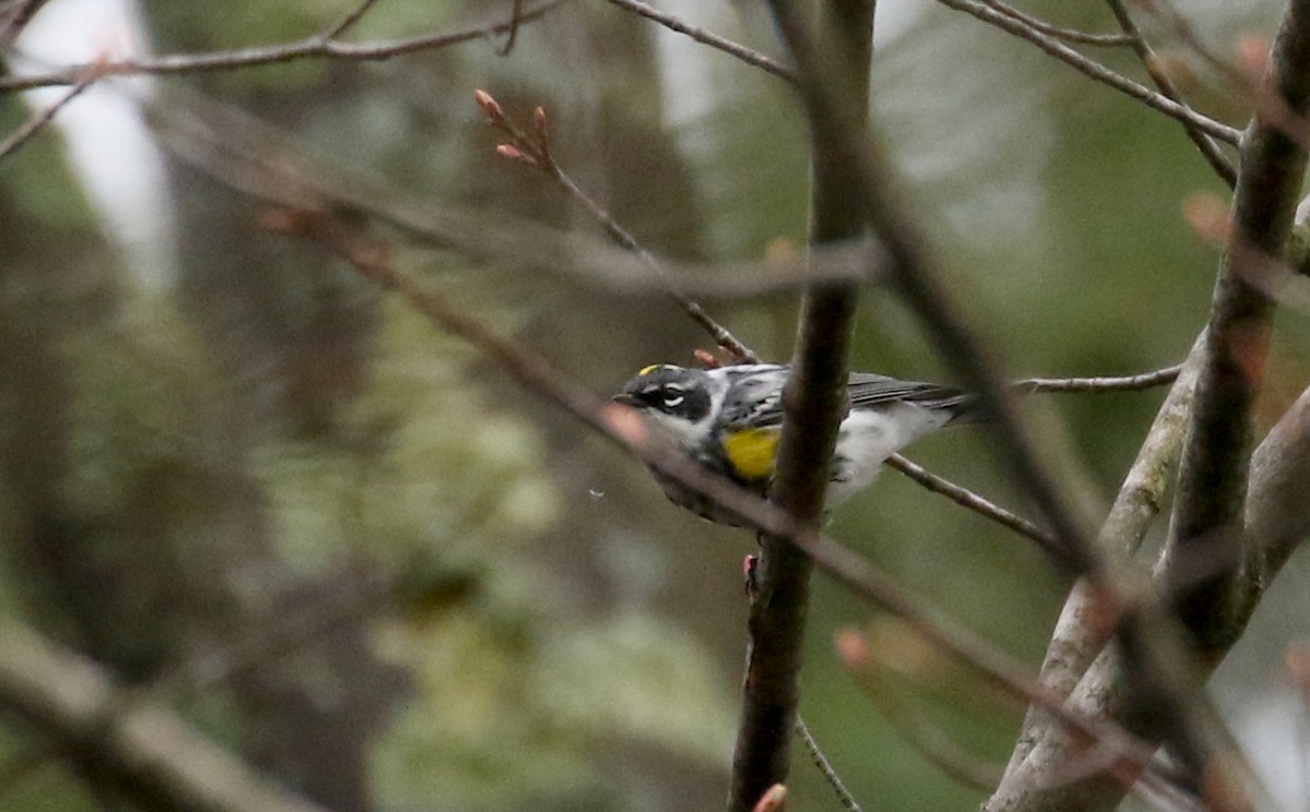 Yellow-rumped Warbler (Myrtle) - Jay McGowan