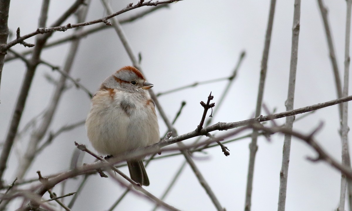 American Tree Sparrow - ML23317101