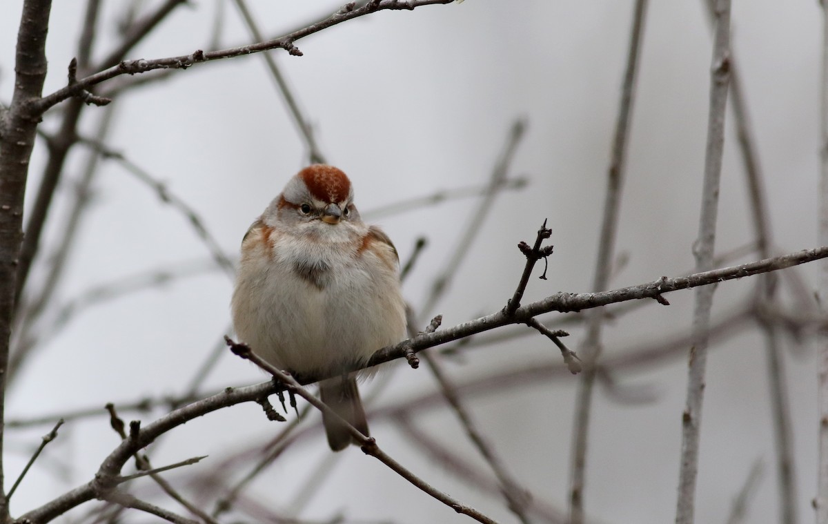 American Tree Sparrow - ML23317151
