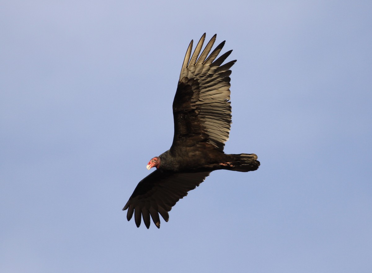 Turkey Vulture - Kelley Nunn