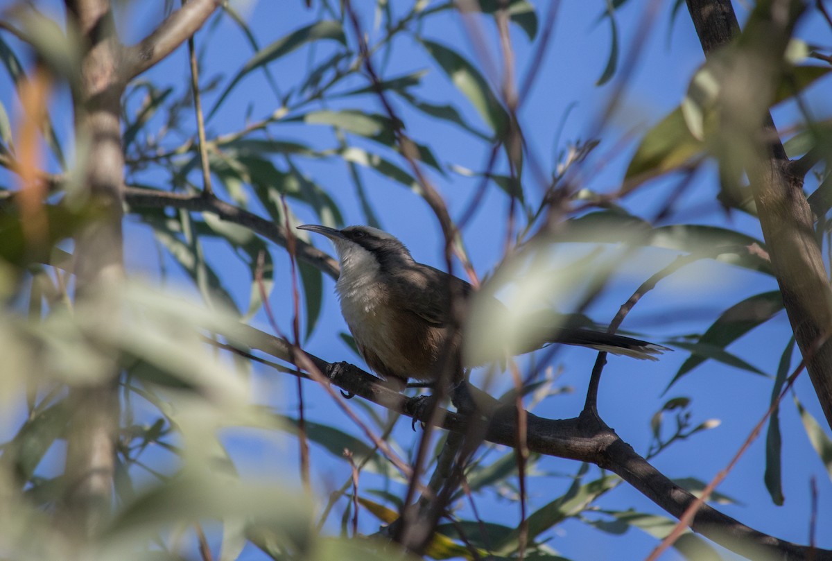 Gray-crowned Babbler - ML233175061