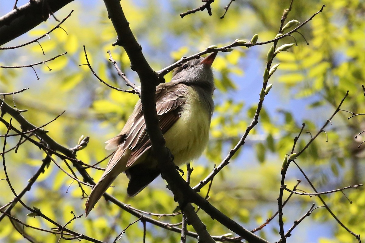Great Crested Flycatcher - ML233176611