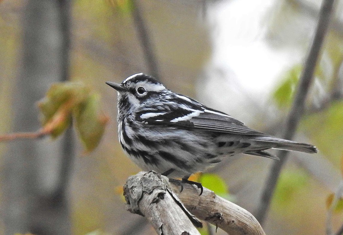 Black-and-white Warbler - ML233176871