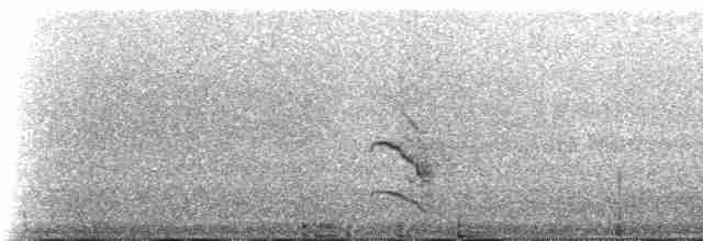 makrellterne (longipennis) - ML233177