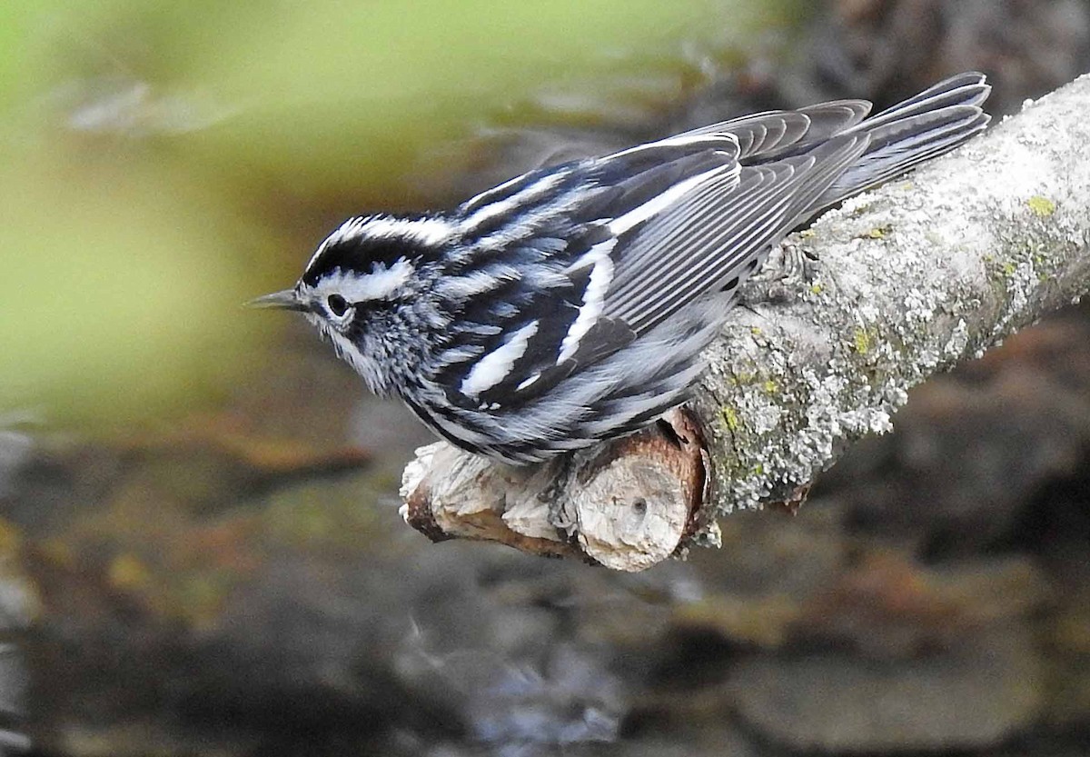 Black-and-white Warbler - ML233177071