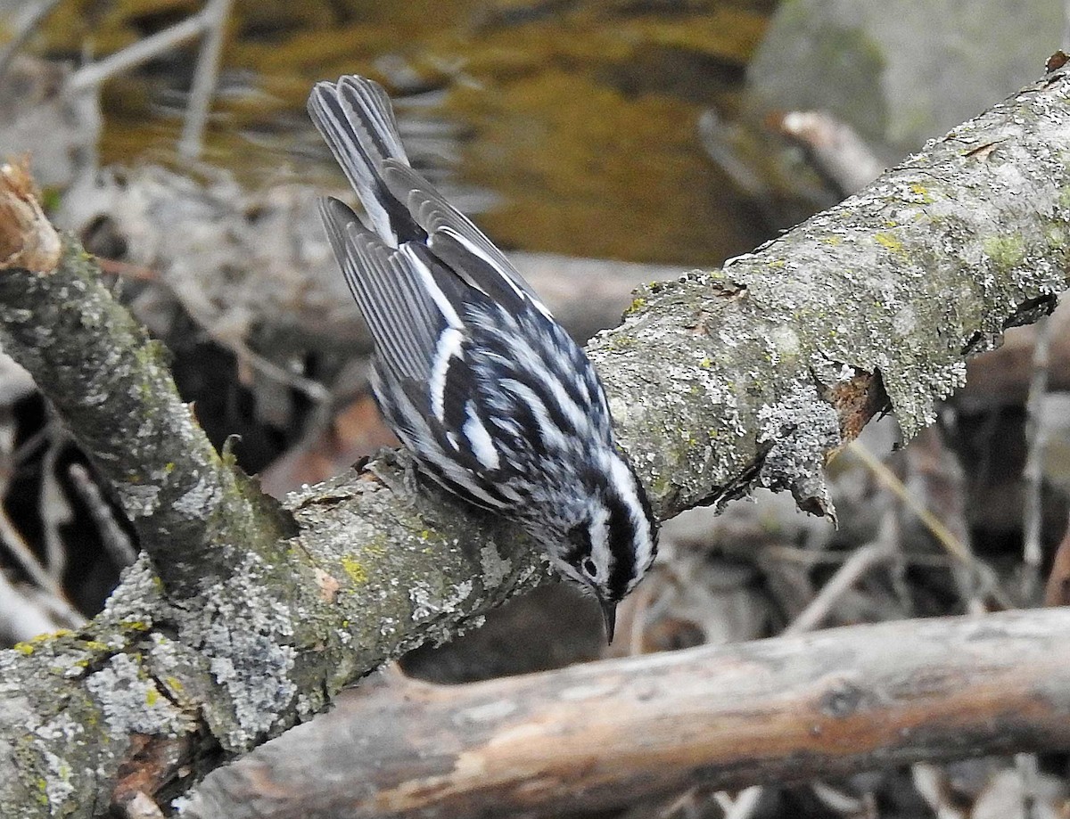 Black-and-white Warbler - ML233177161